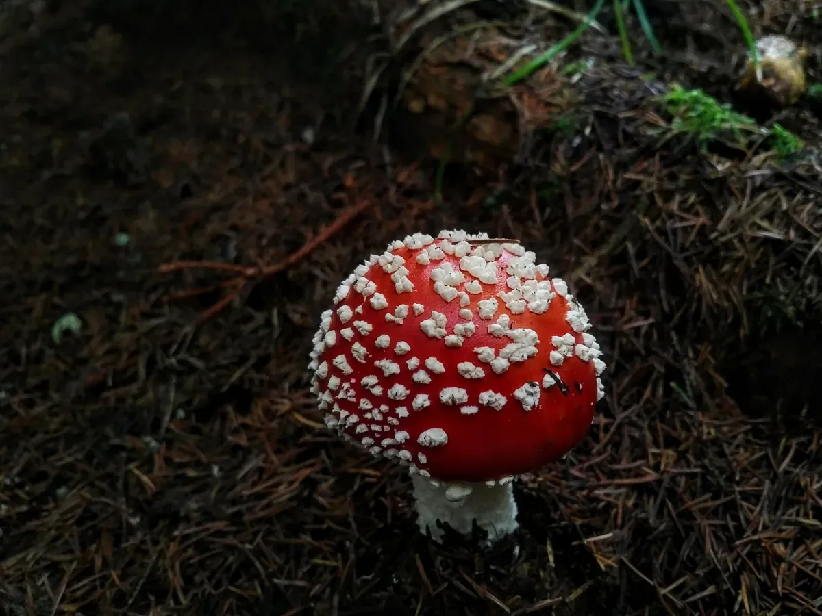 Amanita Muscaria
