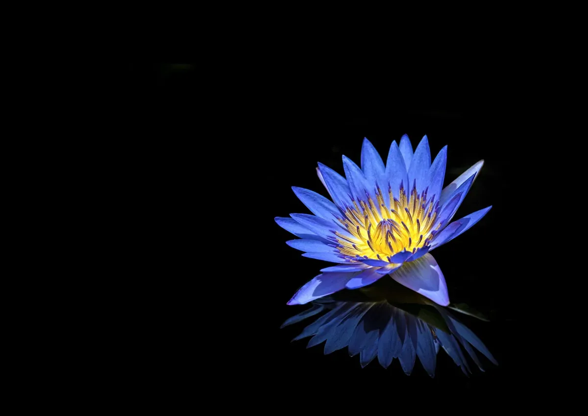 Blauer Lotus