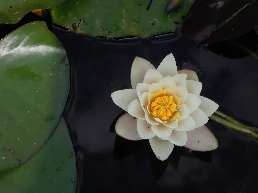 Weißer Lotus