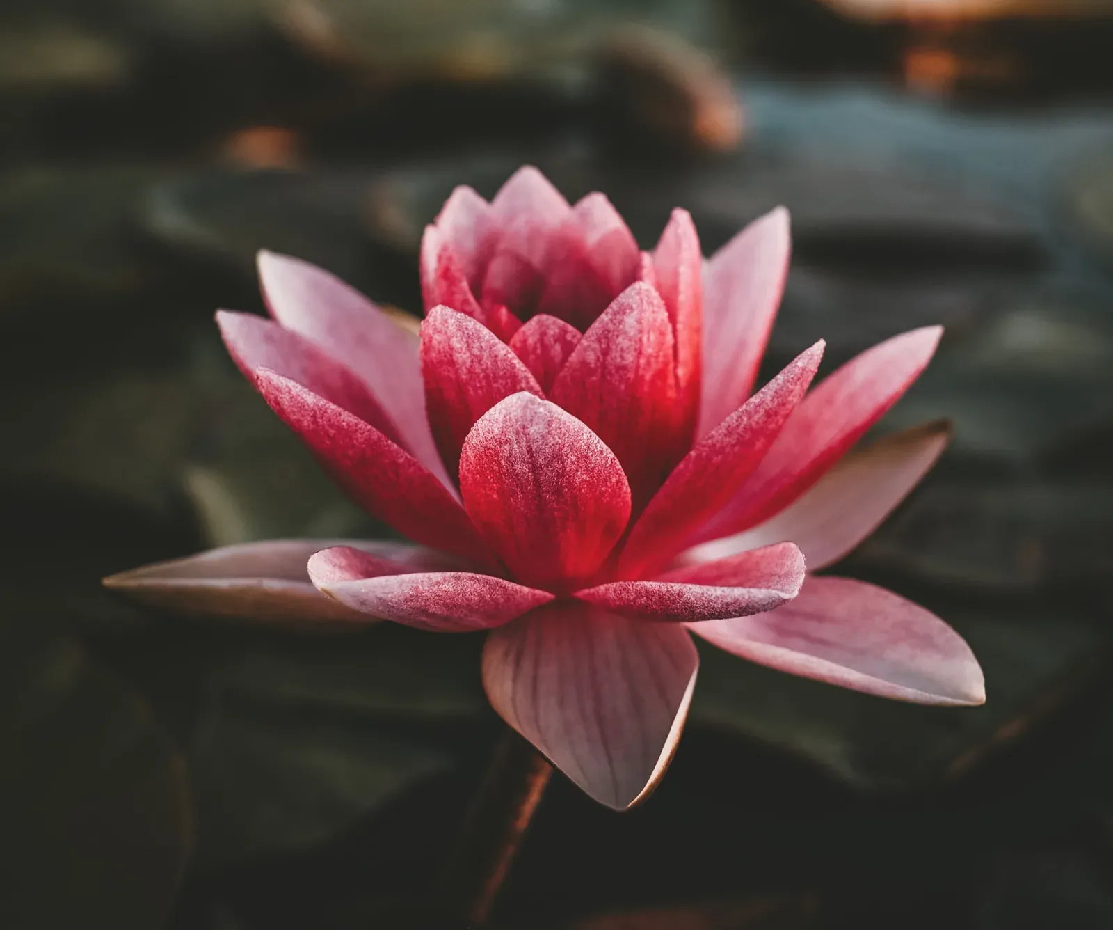 Seerose auf dunklem Wasser